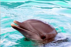 Madeira (Funchal) Dolphin Watch cruise excursion